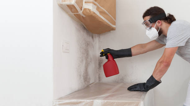 Professional Black Mold Removal technician working in Watertown, NY