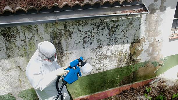 Top rated local Basement Mold Removal specialists in Watertown, NY